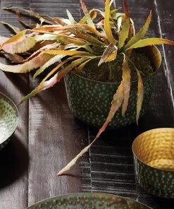 Napa Home & Garden Rahul Shallow Cachepots