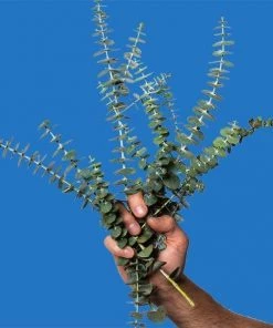 Sublime Clothing Boutique Poo Pourri “Royal Flush” Gifts + Home Accents